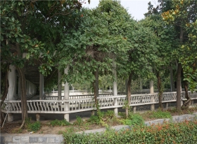 陵园植被