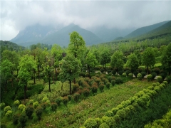 南阳市龙岗陵塔园价格2025年有优惠吗？