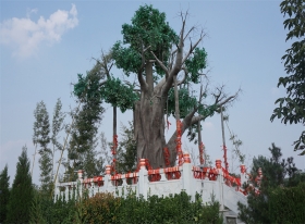 纪念树