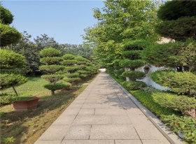 陵园主路两边绿化